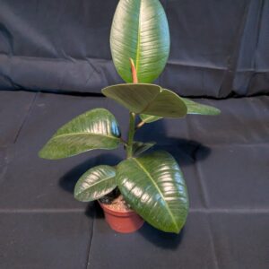 Rubber fig (Ficus elastica) (Copy)