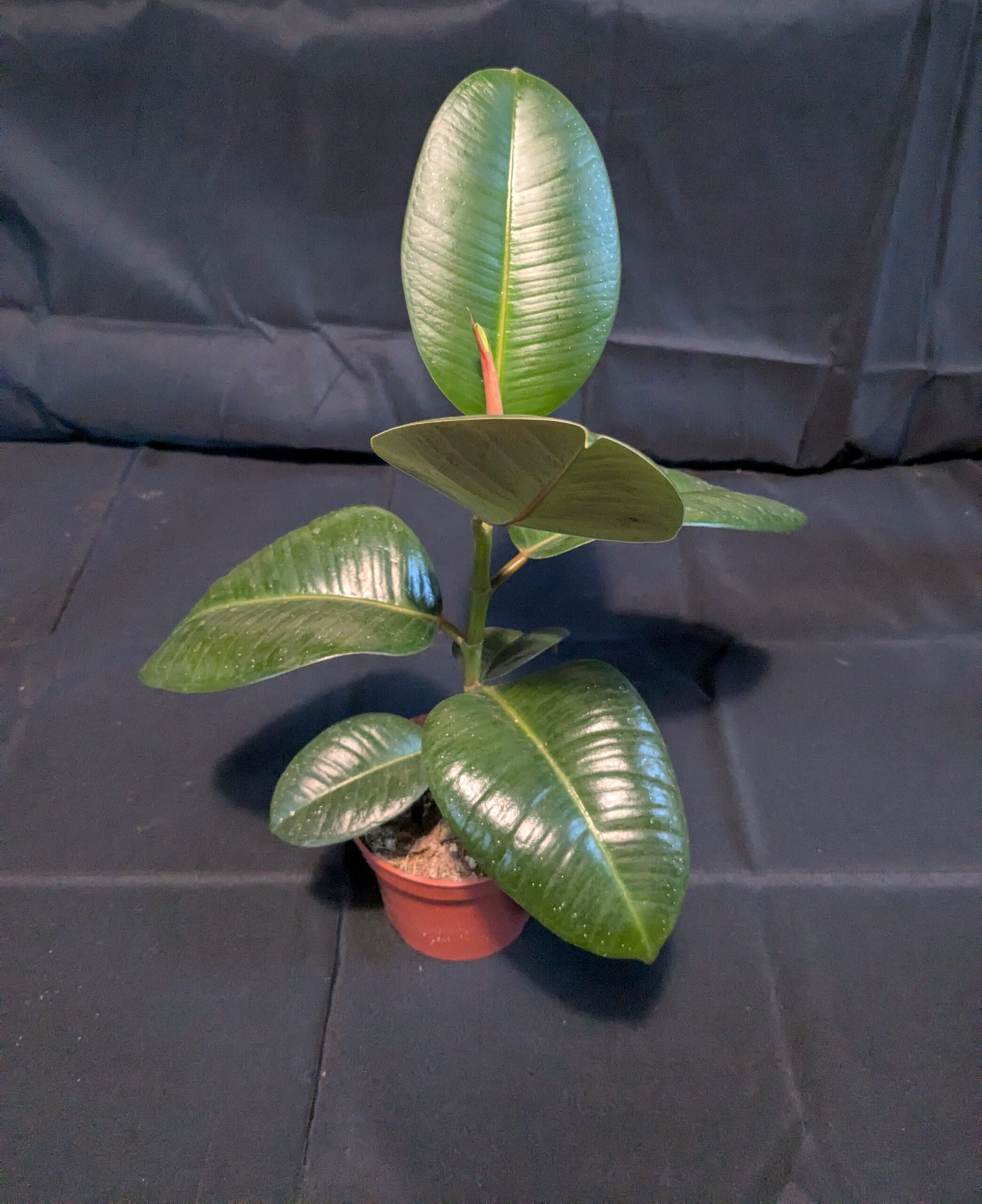 Rubber fig (Ficus elastica) (Copy)