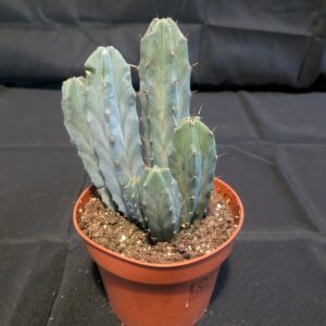 Myrtillocactus Cactus (Copy)