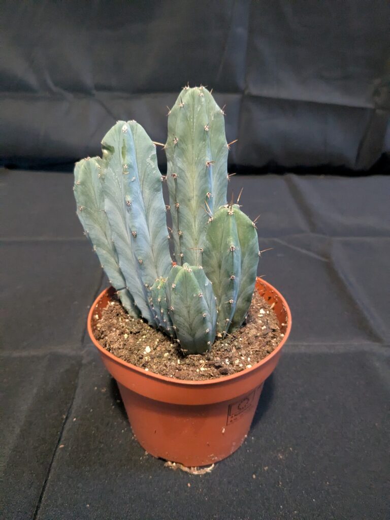 Myrtillocactus Cactus